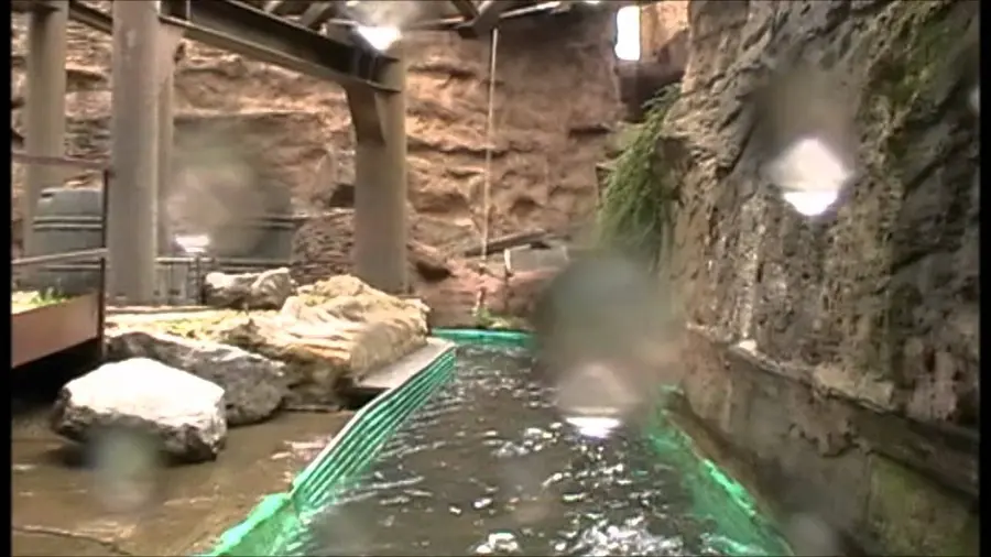 Video di questa corsa